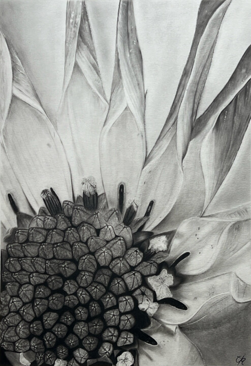Sonnenblume 图画, 16.5x11.7 in