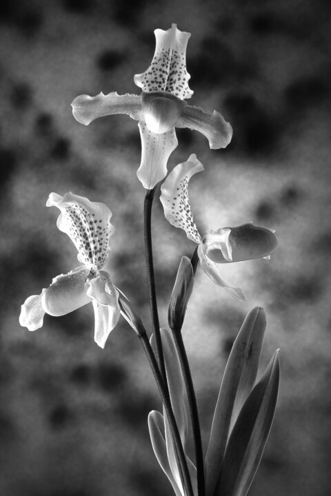 Photography titled "Orchids#1" by Exors, Original Artwork, Analog photography