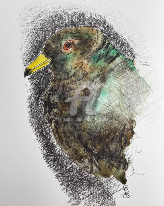 Rescued Band Tailed pigeon, 4 ((Original) Oregon, USA) 绘画, 10x7 in