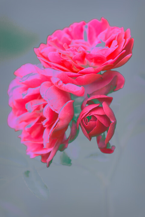 Flowerissimo_19287 Fotoğraf