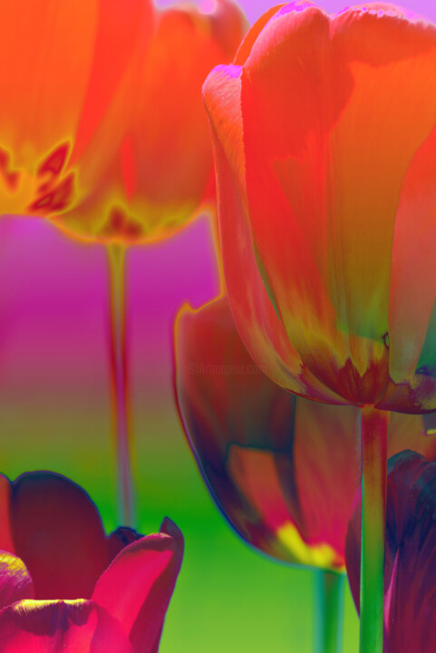 Flowerissimo_17869 摄影