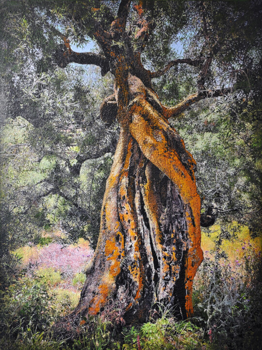 Kerion olive tree, Zakintos Pittura, 78,7x59,1 in