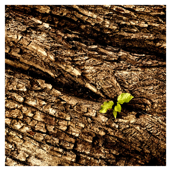 IV (green and brown) 摄影