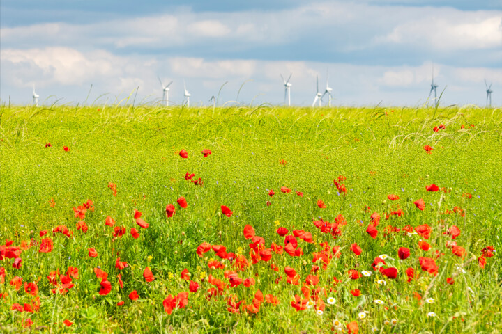 Photographie intitulée "Coquelicots à la Da…" par Aurélien Comte, Œuvre d'art originale, Photographie numérique