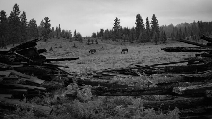 Фотография под названием "Wild horses" - Danila Povarov, Подлинное произведение искусства, Цифровая фотография
