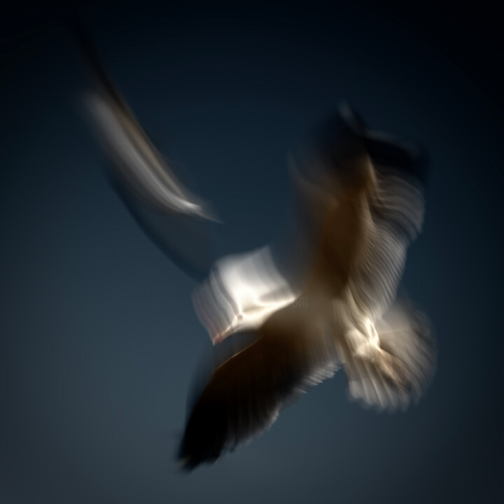 Soaring Hight I 摄影, 18.4x18.4 in
