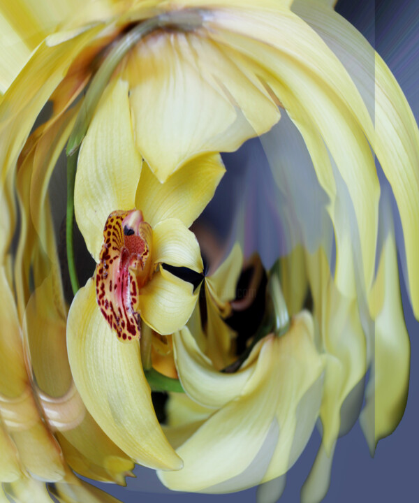 Strange orchids №4 Fotoğraf
