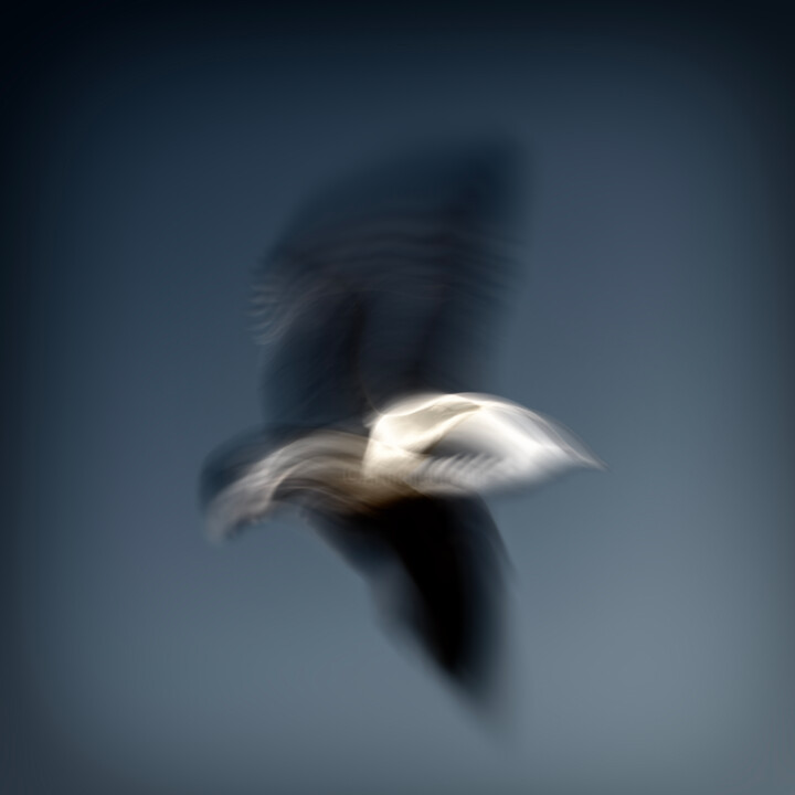 绘画,  18.4x18.4 in 