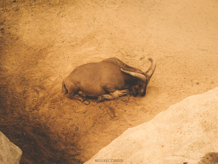 A Lone Mountain Goat Resting 摄影