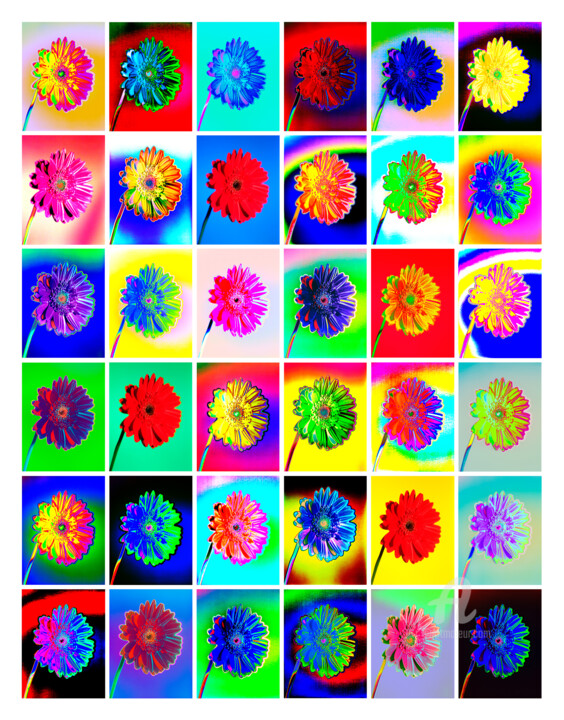 Bum_gerbera6mal6 摄影