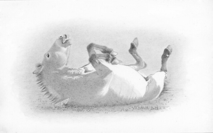 CHEVAL DE PRZEWALSKI 图画, 4.3x5.1 in