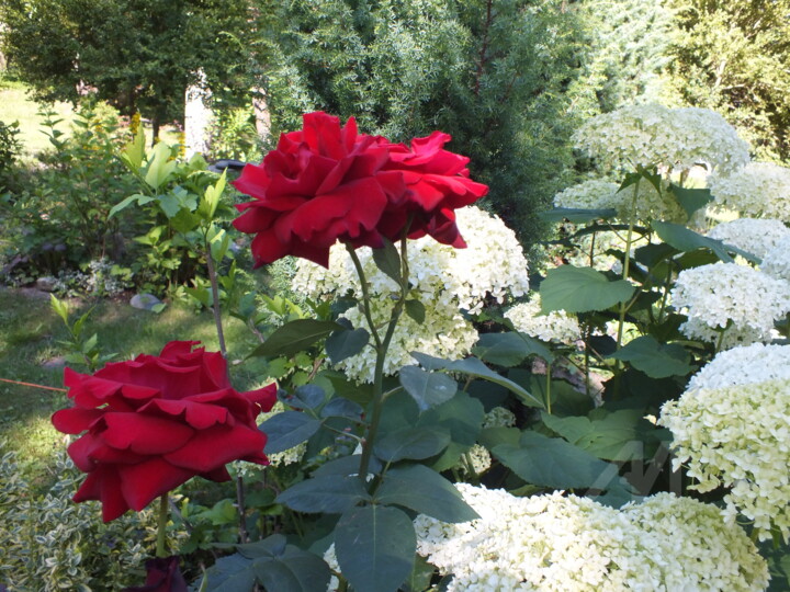 Fotografia zatytułowany „W moim kochanym OGR…” autorstwa Dar-Ja, Oryginalna praca, Fotografia cyfrowa
