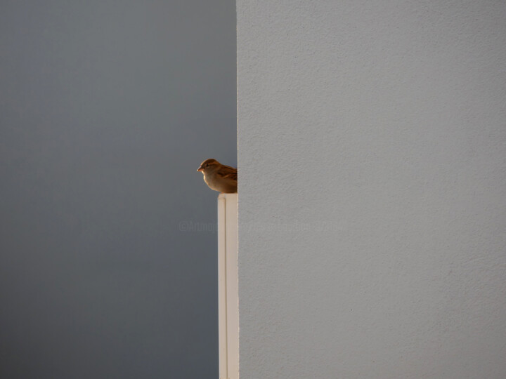 Matin Perché Fotografia, 16,2x21,7 in