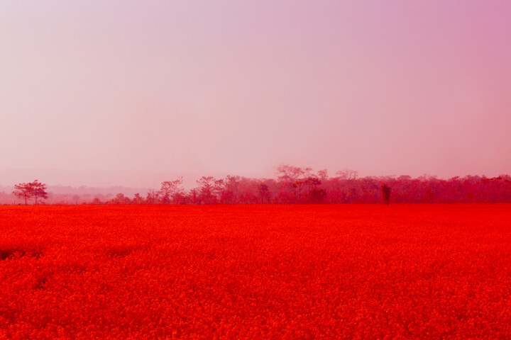 摄影 标题为“Red flower field in…” 由Viet Ha Tran, 原创艺术品, 数码摄影
