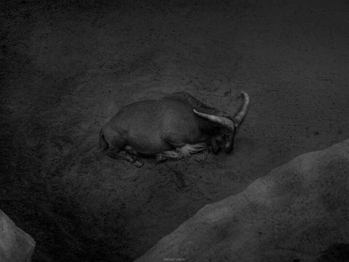 A Lonely Mountain Goat Resting. Black And White 摄影