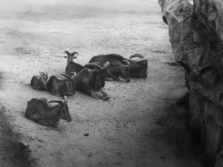 Mountain Goat Family Black And White 摄影