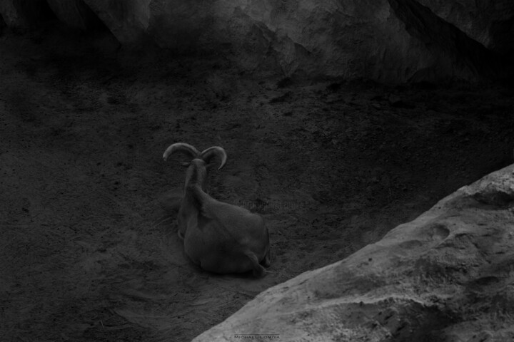 Photographie intitulée "A Mountain Goat In…" par Michael Lomiya, Œuvre d'art originale, Photographie manipulée