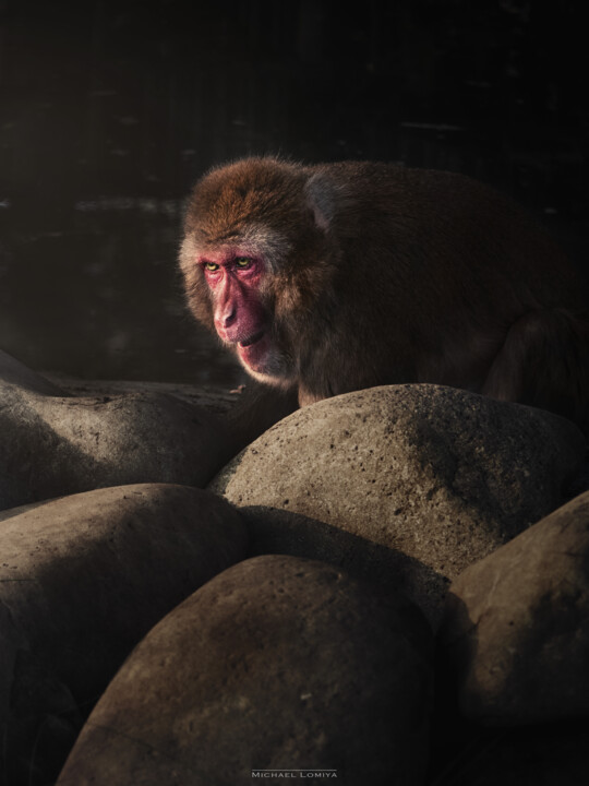 A Primate Monkey Amongst The Rocks Looks Up To Meet The Sun 사진