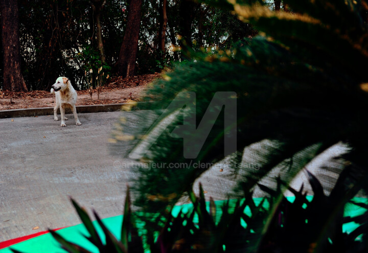 Macau - White Dog in the Street 摄影