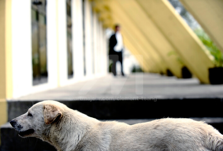 Macau - White Dog and me 摄影