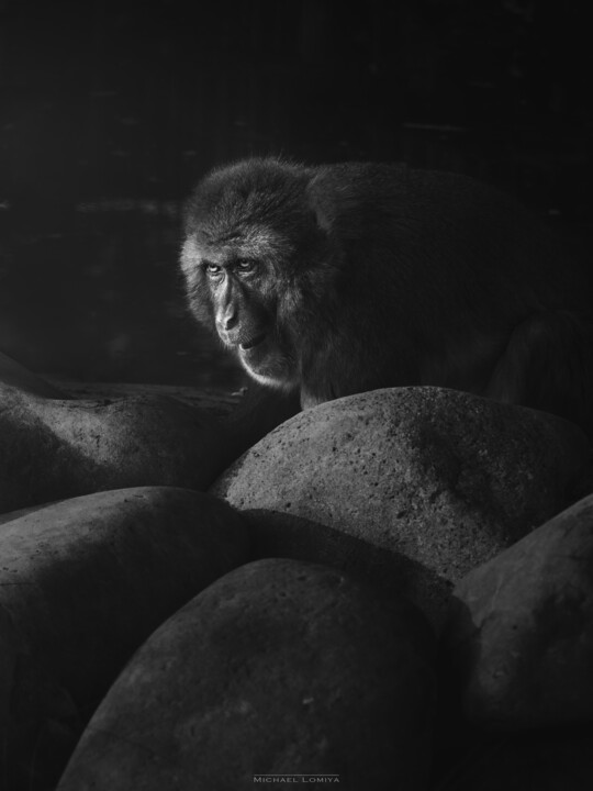 A Primate Monkey Amongst The Rocks 摄影