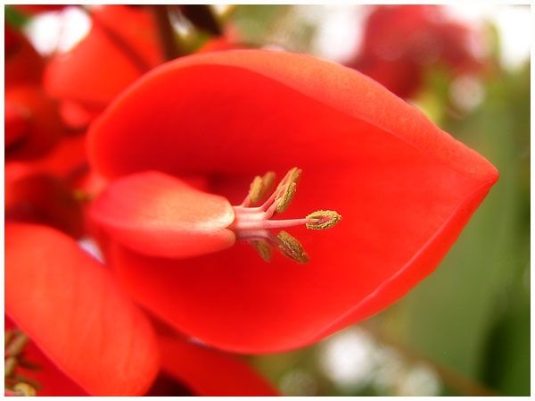 Photography titled "花蕊" by Chunfang Yang, Original Artwork