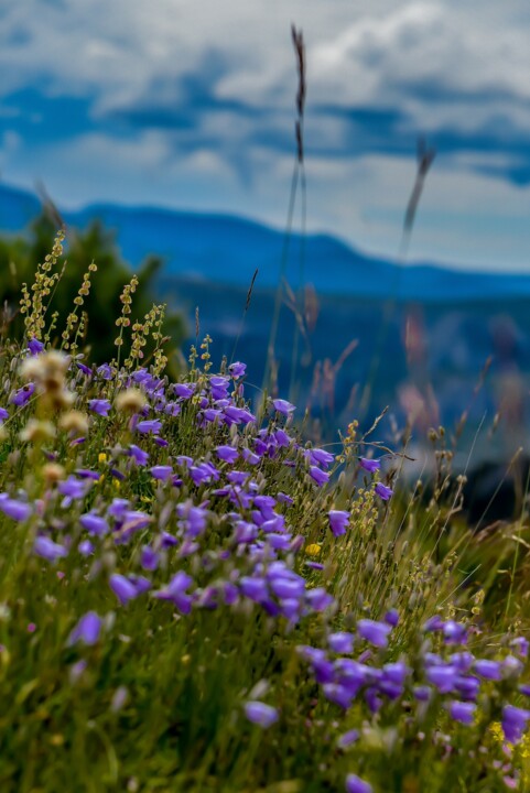 Photographie intitulée "chateauneuf les mou…" par Frederic Dupuy, Œuvre d'art originale, Photographie numérique