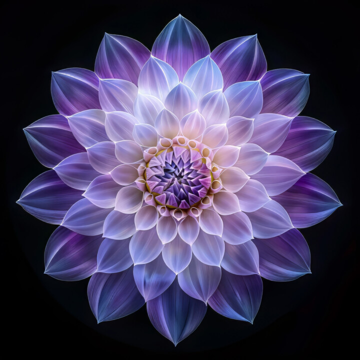 Single Flower on Black 9 数字艺术