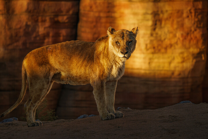 Photography titled "La Leona" by Alex Bold, Original Artwork, Non Manipulated Photography