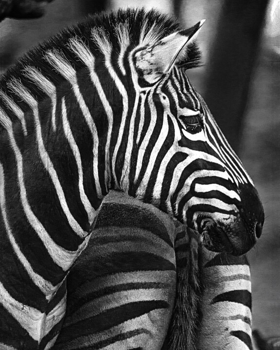Photography titled "Zebras" by Alex Bold, Original Artwork, Non Manipulated Photography