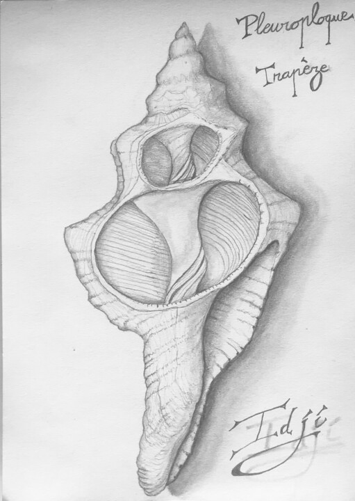 Pleuroploque trapèze 图画, 11.7x8.3 in