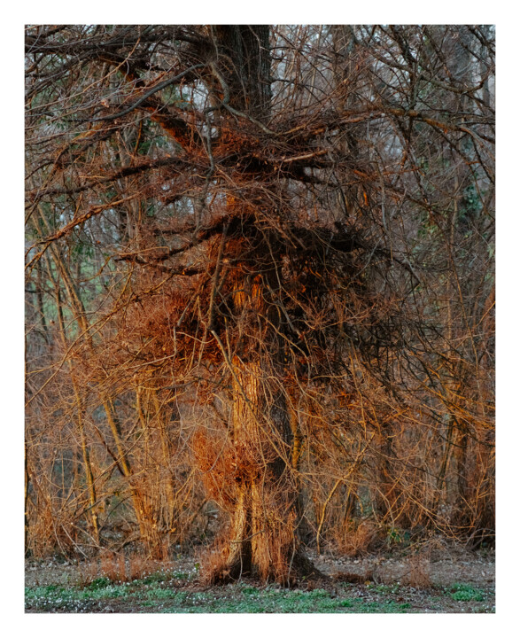 Giant 摄影, 17.3x14.2 in