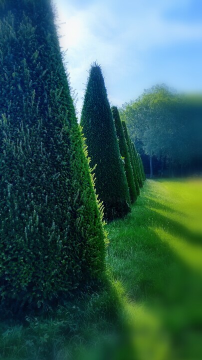 À l'ombre des cyprès Fotografia, 16,5x9,3 in