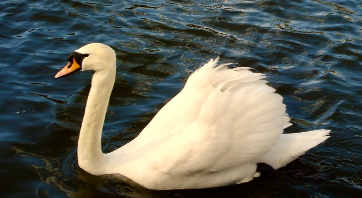 Swan at the Lough 摄影