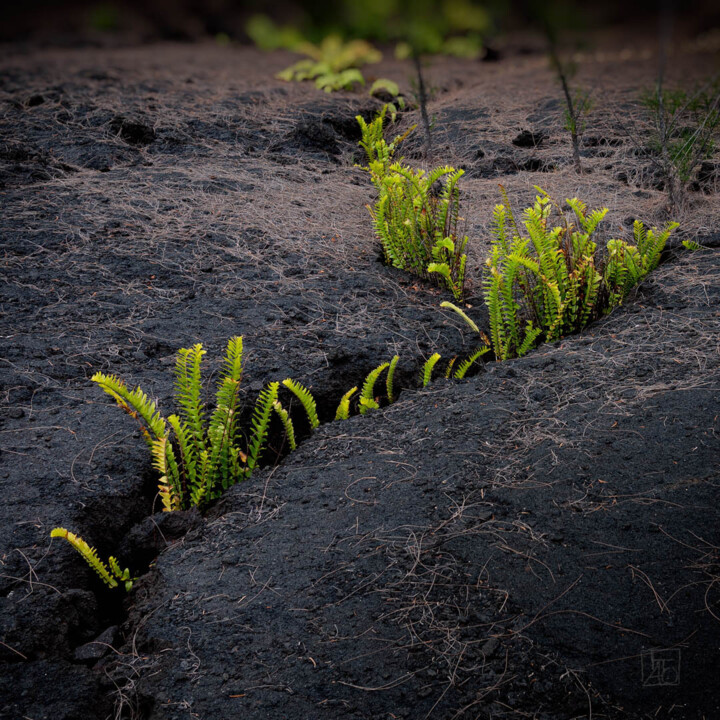 Objectivation - lava garden 3 Printmaking, 22.1x22.1 in