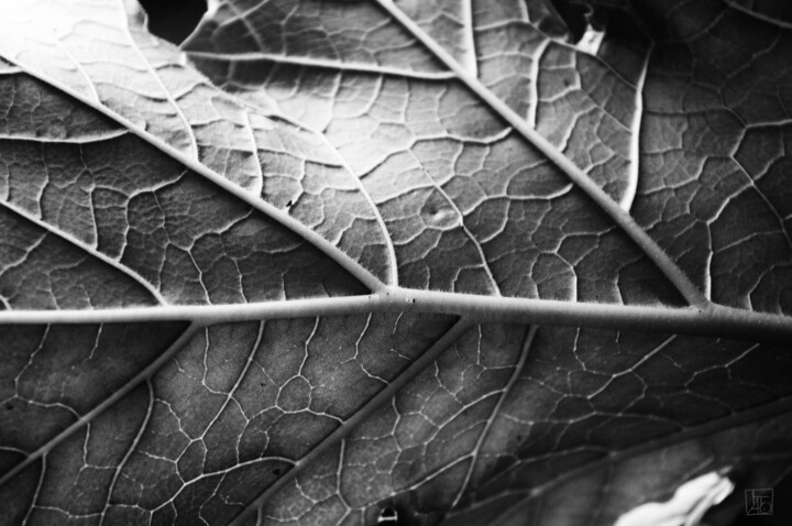 Objectivation - leaf Printmaking, 12.6x19.3 in