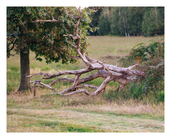 Forever Fotografia, 14,2x17,3 in