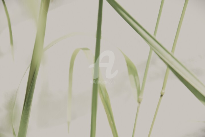 Photography titled "Perception de la na…" by Virginie Dartois, Original Artwork, Digital Photography