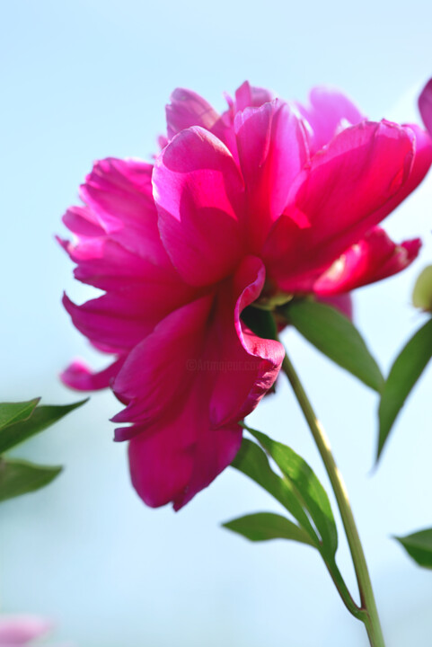 Flowerissimo_13965 摄影