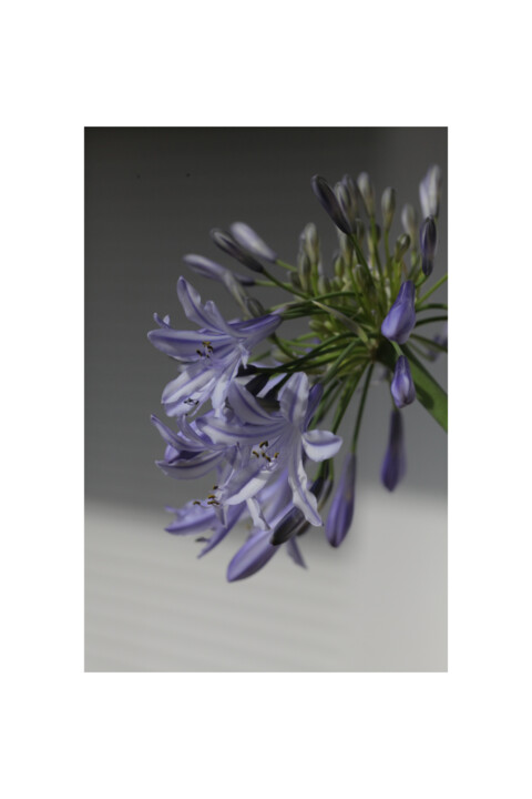 Photography titled "Brin de violet" by Laetitia Servant, Original Artwork, Digital Photography
