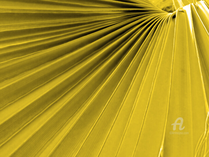 Beautiful YELLOW palm frond after Summer POST treatment 摄影