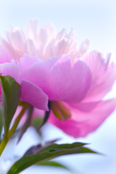 Flowerissimo_13920 摄影