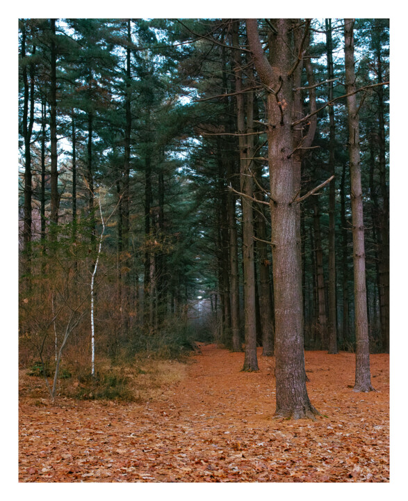 摄影 标题为“Italian Forest” 由Mirko Errigo, 原创艺术品, 数码摄影