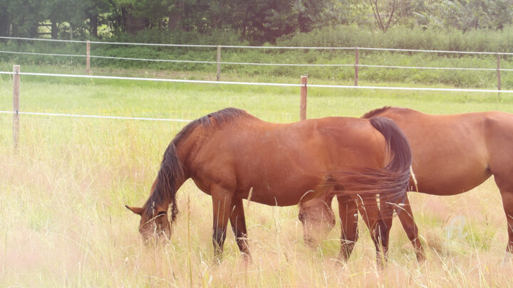 Rural beautiful horses and beautiful orange shades enviro.. 摄影