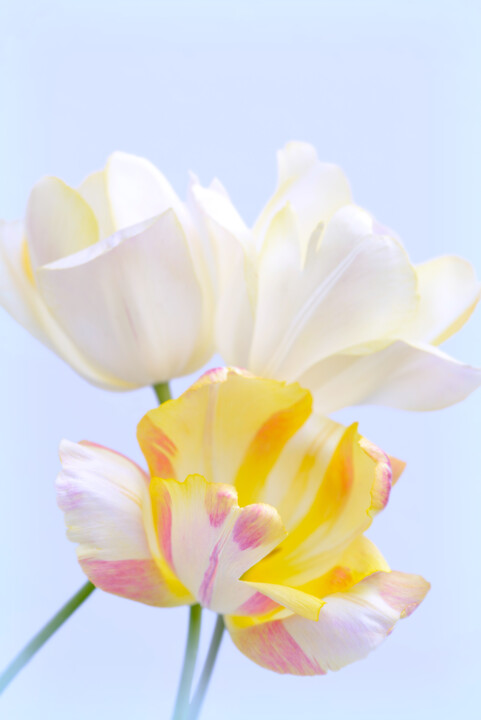 Flowerissimo_19041 摄影