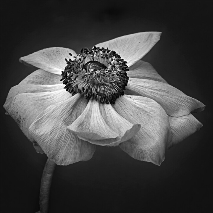 Sans titre n°503 Fotoğraf, 14,6x14,6 in