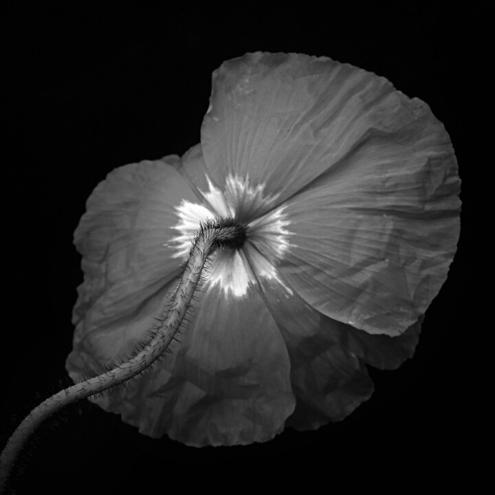 Sans titre n°504 Fotoğraf, 14,6x14,6 in