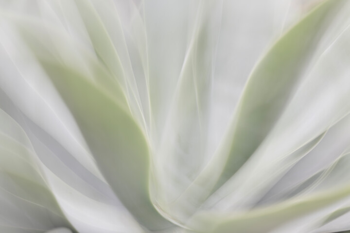 Nature's Dream 1/6 Fotoğraf, 19,7x29,9 in