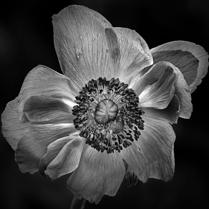 Sans titre n°507 Fotografie, 14,6x14,6 in