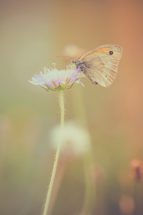 Légèreté d'un Papillon 摄影